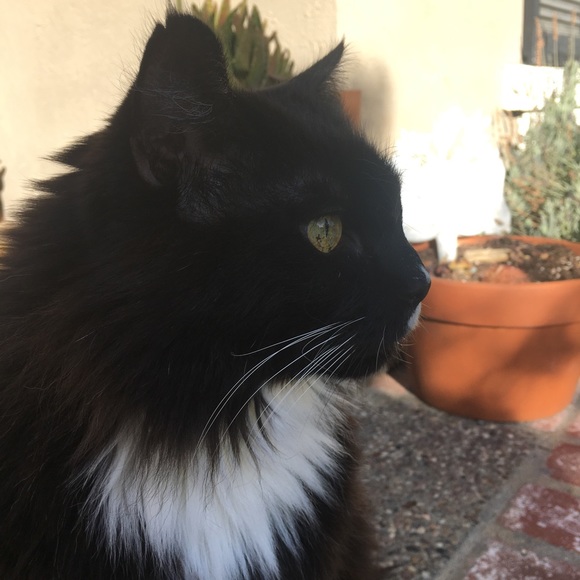 Meet your Posher, Bailey - Picture 5 of 8